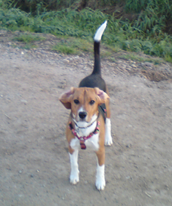 Bildquelle – Tierbesitzer