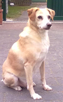 Bildquelle – Tierbesitzer