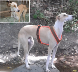 Billy Bildquelle (c) Fr. Schneider Billy